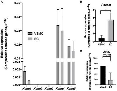 KV7 Channel Expression and Function Within Rat Mesenteric Endothelial Cells